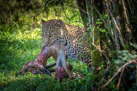 Leopard