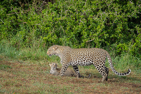 Leopard