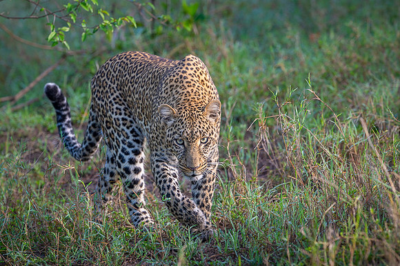 Leopard