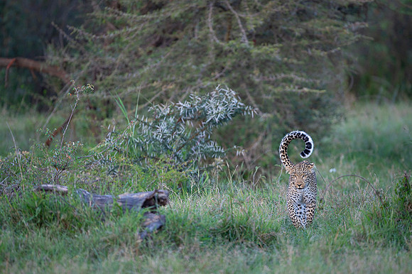 Leopard