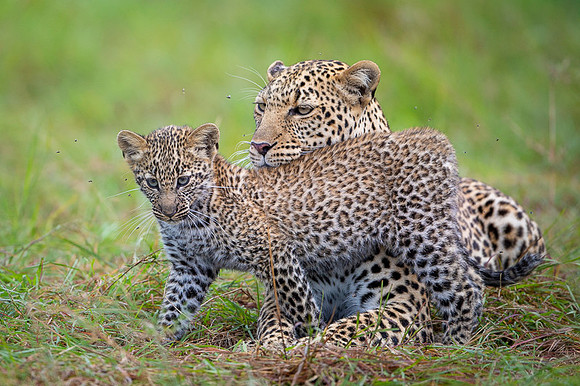 Leopard