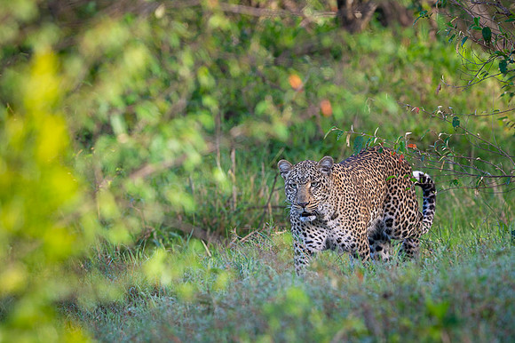 Leopard