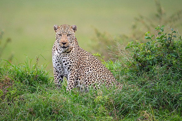 Leopard