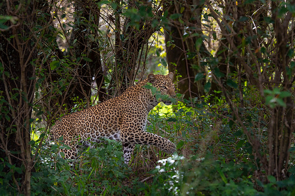 Leopard