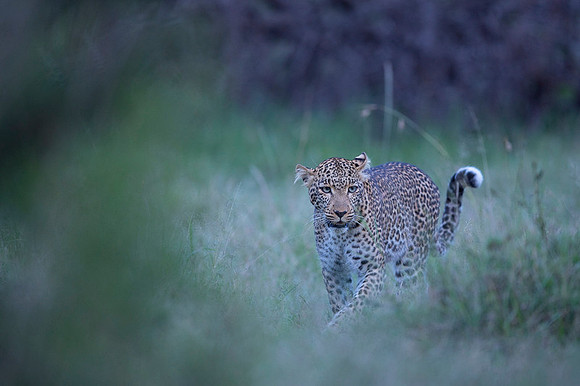 Leopard