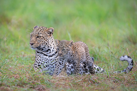 Leopard