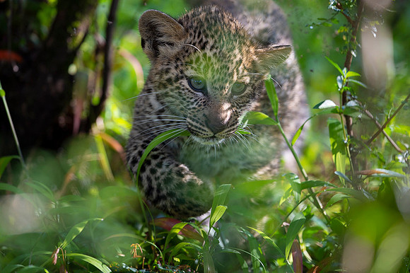 Leopard