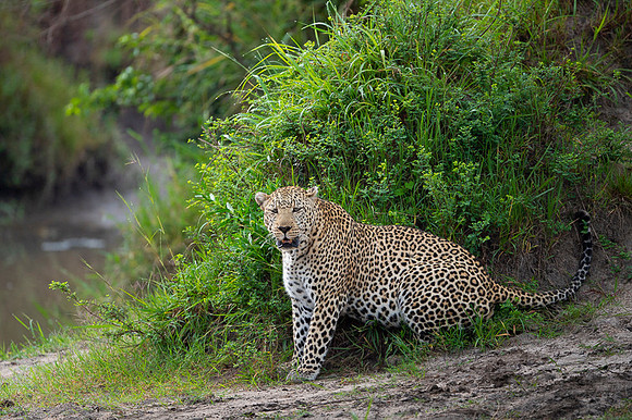 Leopard