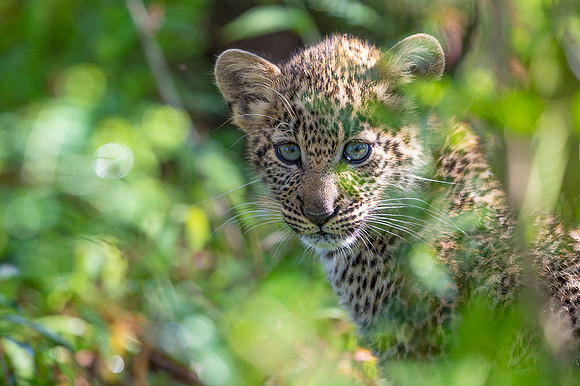 Leopard