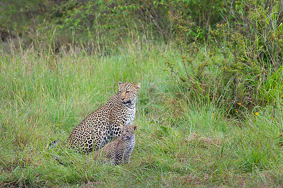 Leopard