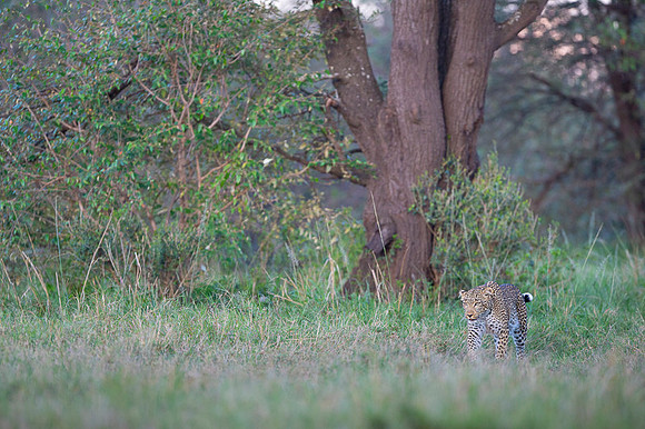 Leopard