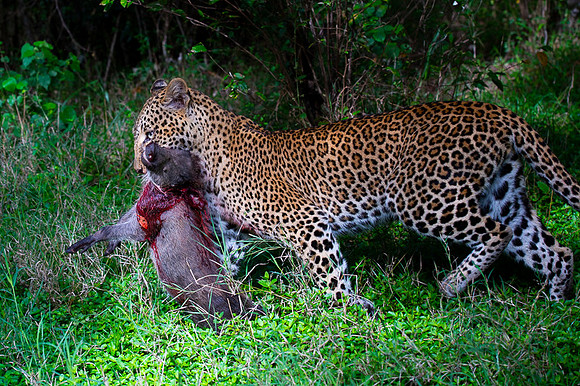 Leopard