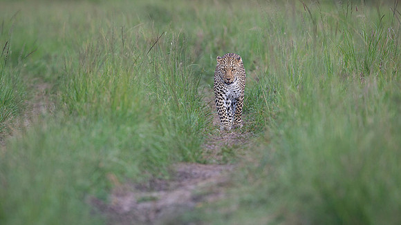 Leopard