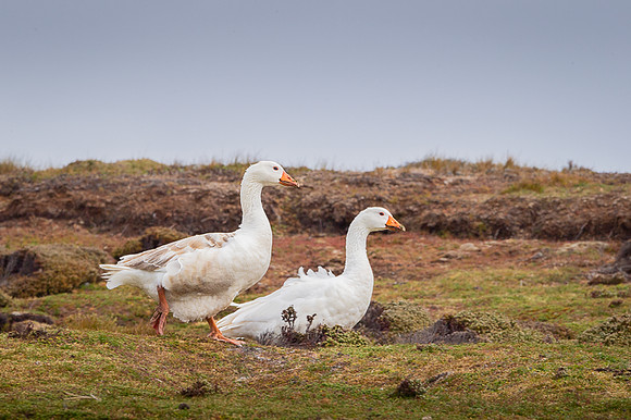 Grayleg goose