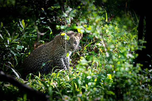 Leopard