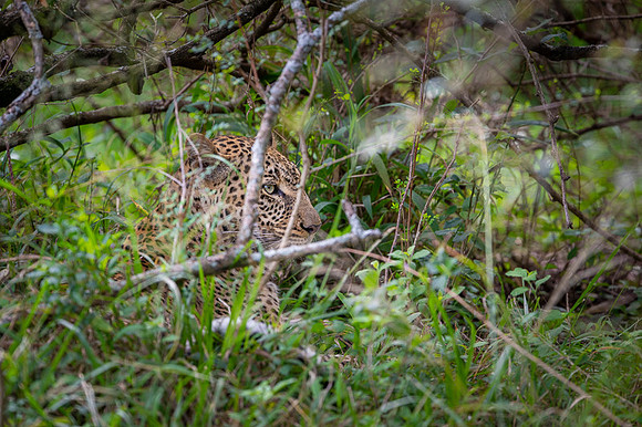 Leopard