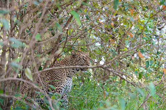 Leopard