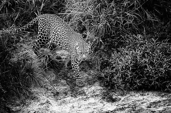 Leopard