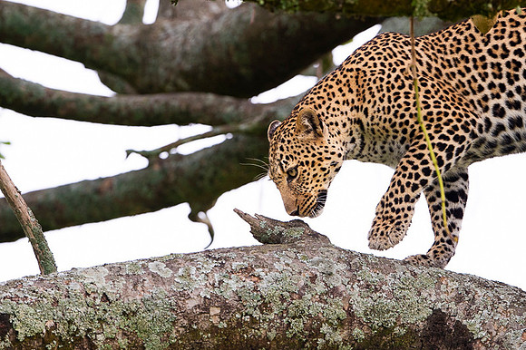 Leopard