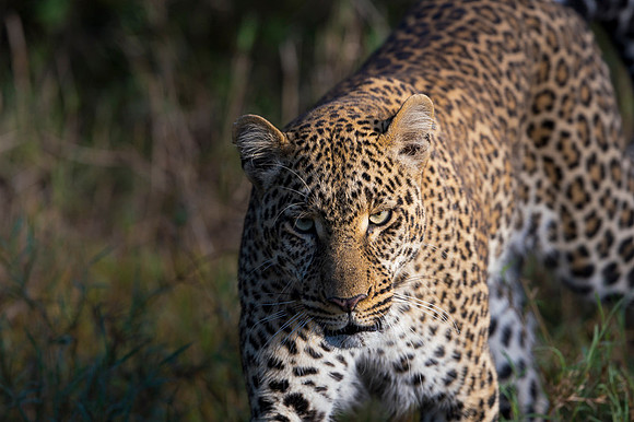Leopard