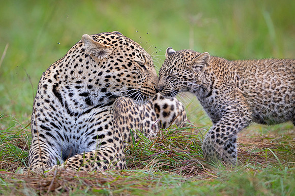 Leopard