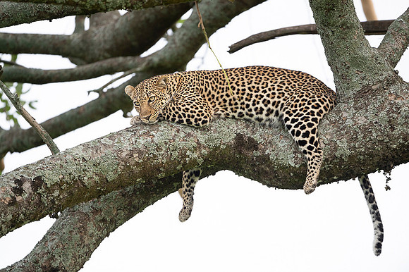 Leopard