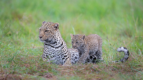 Leopard
