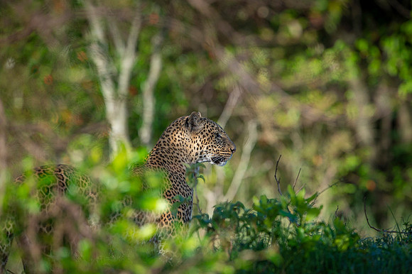 Leopard