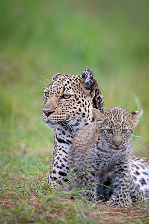 Leopard