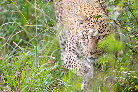 Leopard