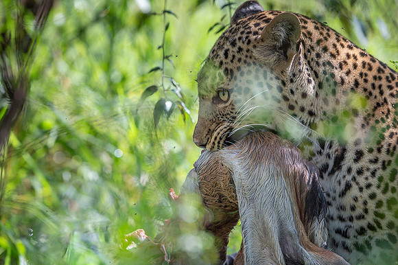 Leopard