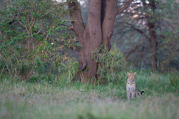Leopard