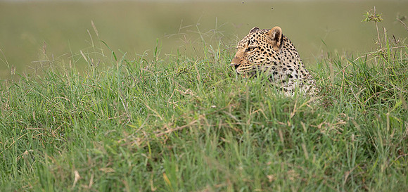 Leopard