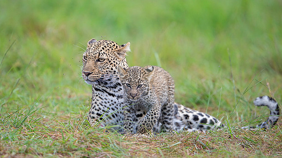 Leopard