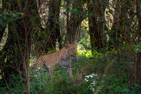 Leopard