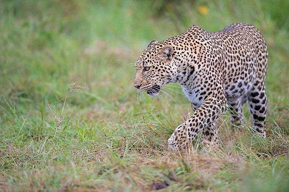 Leopard
