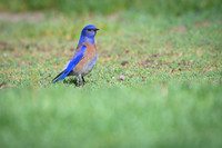 Western Bluebird