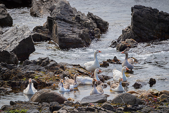 Grayleg goose