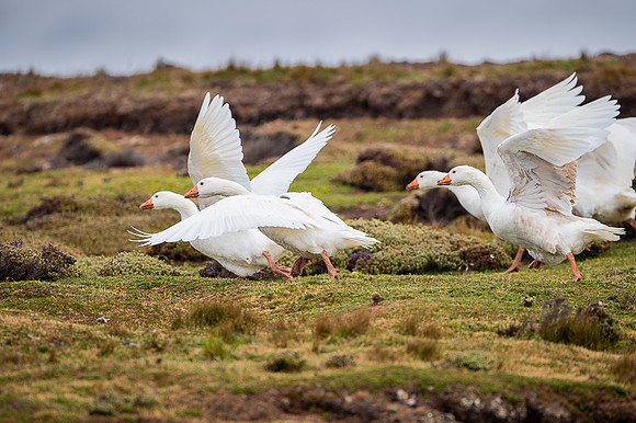 Grayleg goose