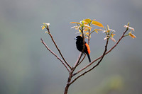 Passerini's Tanager