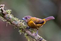 Passerini's Tanager