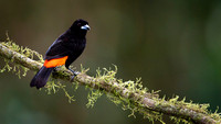 Passerini's Tanager