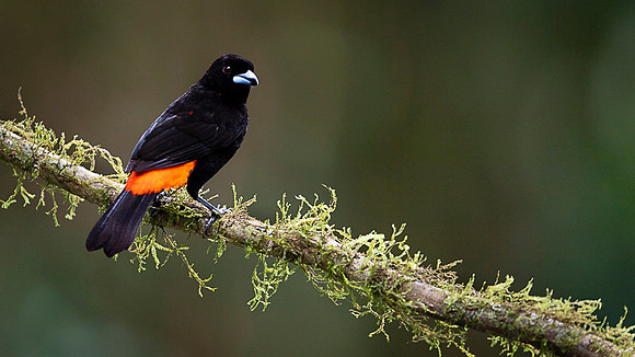 Passerini's Tanager