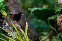 Passerini's Tanager