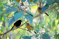 Passerini's Tanager