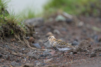 Spotted sandpiper