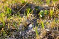 Spotted sandpiper