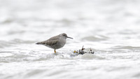 Spotted sandpiper