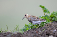 Spotted sandpiper