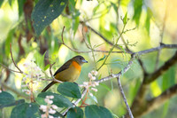 Passerini's Tanager